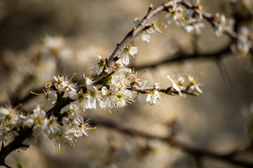 cherry blossom