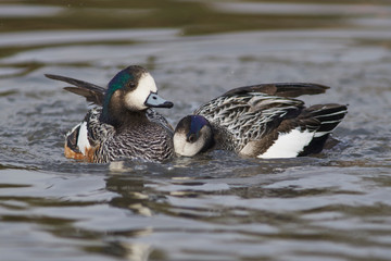 Chiloe Wigeon (Mareca sibilatrix) fighting on a pond at Slimbridge in Gloucestershire, United Kingdom