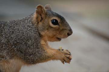 Squirrel Side View