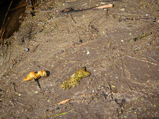 Plastic trash in muddy waters.