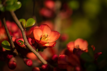 red flowers in the garden