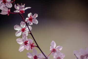cherry blossom of a tree