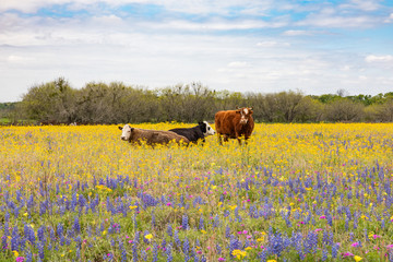 Cows laying in a field of colorful wildflowers