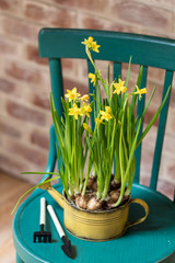 Fresh yellow daffodils potted with garden instruments on vintage chair