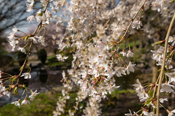 flowers in spring