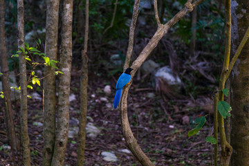 Magpie bird tulum , Quintana Roo, Mexico