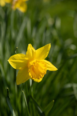 Fototapeta premium yellow daffodils in the garden