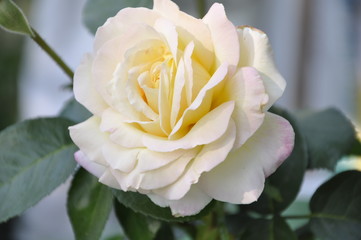pink rose on black background
