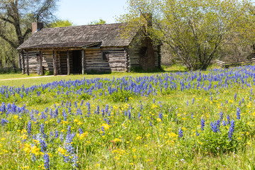 Obraz premium Wildflowers and an old log cabin