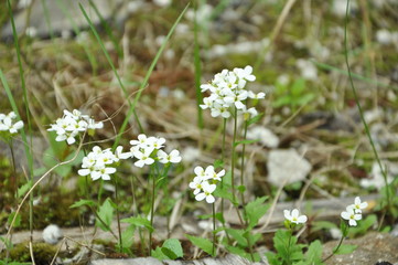 white flowers in the forest