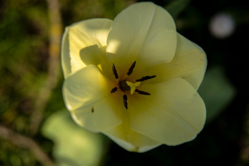 yellow flower