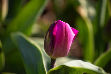 pink tulip