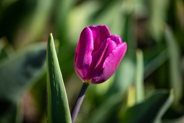tulip in the garden