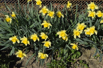 Blooming buds of daffodils in flower bed.