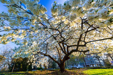 Single white cherry plum tree blossoming in spring