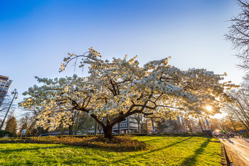 Single white cherry plum tree blossoming in spring