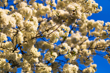 Single white cherry plum tree blossoming in spring