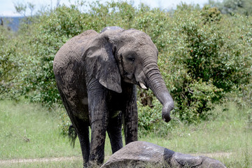 Fototapeta premium Portrait elephant in Tarangire