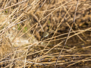 A beautiful common chiffchaff (Phylloscopus collybita) perched on canes