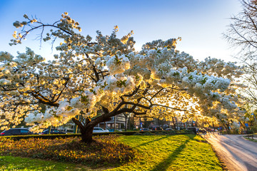 Single white cherry plum tree blossoming in spring