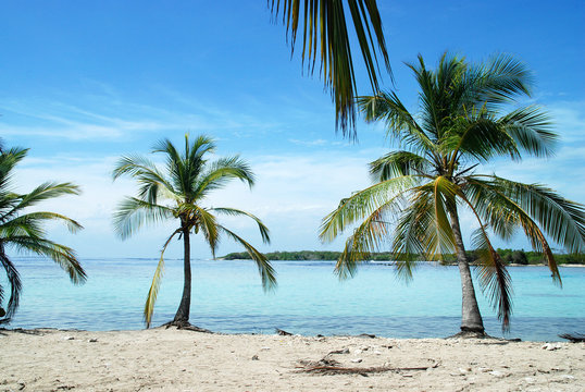 Palmeras turqueza