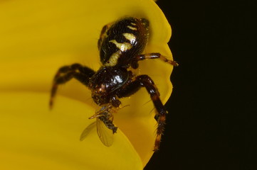 natura macro