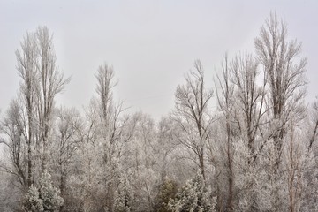 Obraz na płótnie Canvas Winter, snow, trees dressed in white