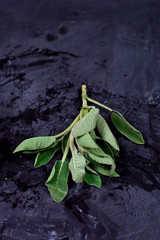 Fresh green sage branch.