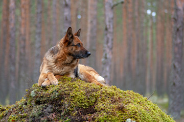 beautiful German shepherd in the forest
