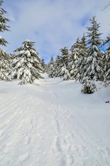 Fototapeta na wymiar Beautiful snow-white mountain landscape. Snow-covered green Christmas trees on a mountain trail.