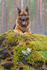 beautiful German shepherd in the forest