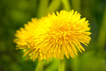 Yellow dandelion on a background of green grass on a bright sunny day. Macro photo with shallow depth of field and soft focus.