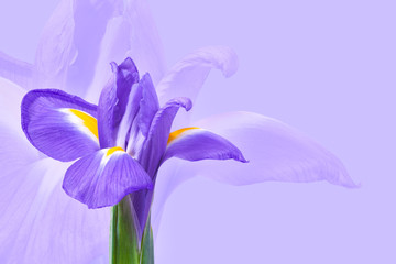 Purple iris flower on a light purple background. Can be used as a flower background for greeting cards.