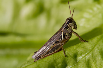 Grasshopper on a Lettuce Leaf