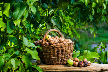 walnuts in a basket in the garden