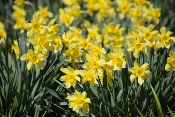 Fototapeta premium Blooming buds of daffodils in flower bed.