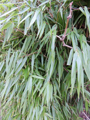 Lush thickets of bamboo, Bambusa