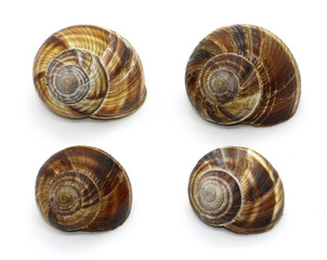 Four snail shell isolated on white backround. Empty spiral shell.