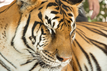 Tiger Close Up Portrait