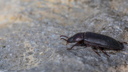 Käfer auf einem Stein