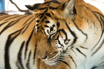 Tiger Close Up Portrait