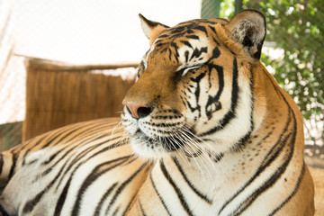 Tiger Close Up Portrait