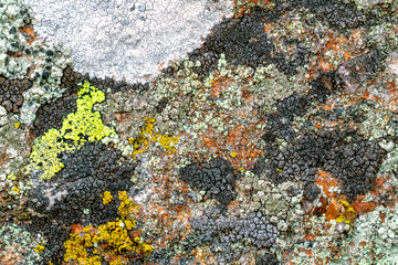 Diverse lichen mat