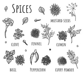Hand drawn set of kitchen herbs and spices