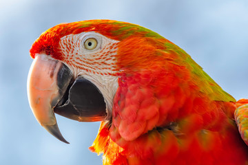 Close up profile portrait of scarlet macaw red parrot.Animal head only.