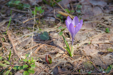 Crocus plant  - perennial plant