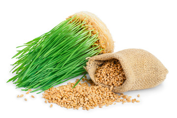Wheat green sprouts, wheat seeds in the burlap bag isolated on white background