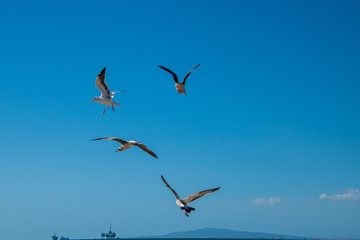 Seagulls in flight going in different directions. The ocean is seen with an off shore oil rig is visible. There is a small white cloud.