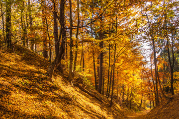 Forest with trees in autumn colors.