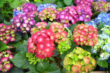 card texture of hydrangea of mix colors: blue, pink, violet, red and wine hydrangea japon macrophylla